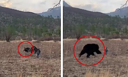 Hunter Shoots Turkey, Only to Have Bear Attack Decoys Seconds Later