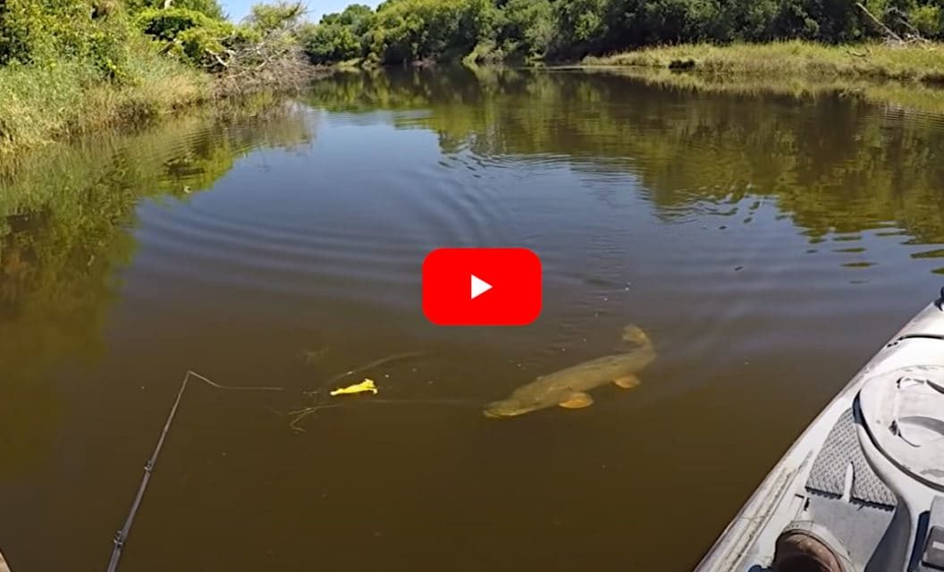 Kayak Angler Uses Duck Lure to Trigger Awesome Northern Pike Topwater Strikes