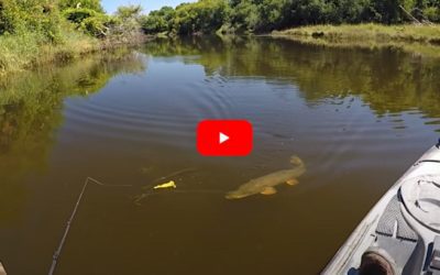 Kayak Angler Uses Duck Lure to Trigger Awesome Northern Pike Topwater Strikes
