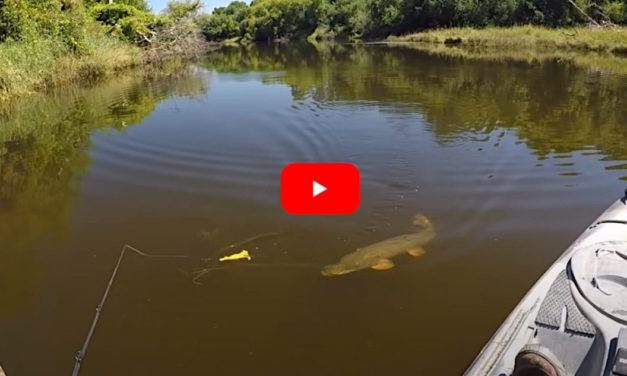 Kayak Angler Uses Duck Lure to Trigger Awesome Northern Pike Topwater Strikes