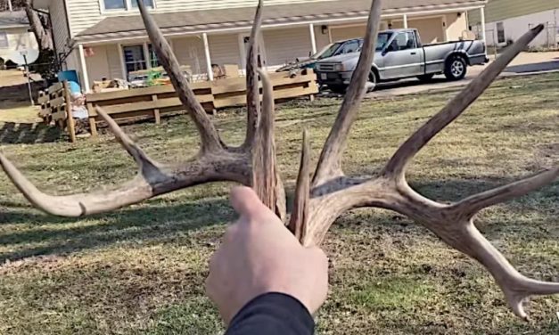 Lucky Hunter Finds Big Matched Set of Shed Antlers in His Own Backyard
