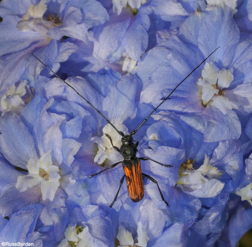 Macro portraits