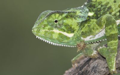 Macro Portraits And Macro Flash