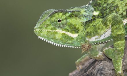 Macro Portraits And Macro Flash