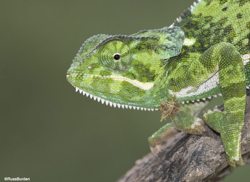 Macro Portraits And Macro Flash