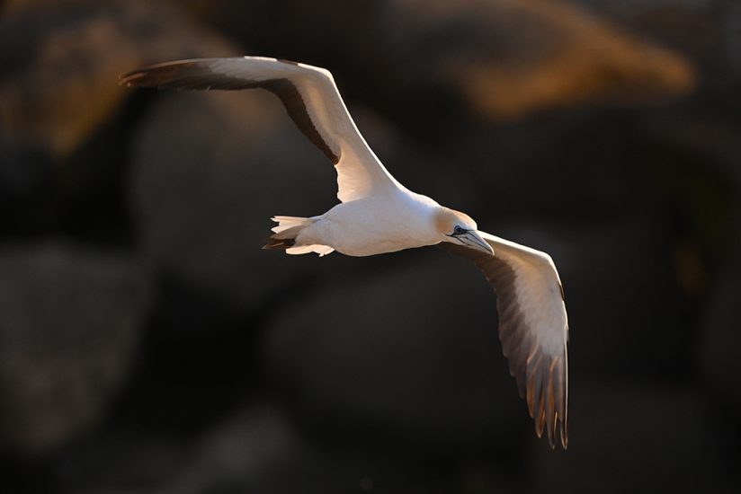Photo of a seagull.