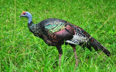 Ocellated Turkey Hunting: How to Pursue North America’s Most Unique Bird