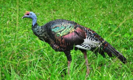 Ocellated Turkey Hunting: How to Pursue North America’s Most Unique Bird