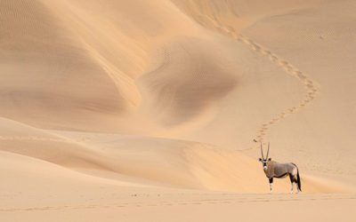 Photo Of The Day By Raj Sarda