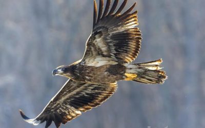 Photo Of The Day By Tina Faye Photography