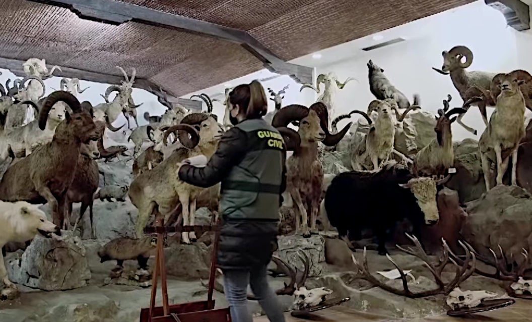 Police Seize Thousands of Animals in $30 Million Taxidermy Collection in Spain