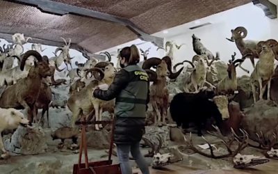 Police Seize Thousands of Animals in $30 Million Taxidermy Collection in Spain