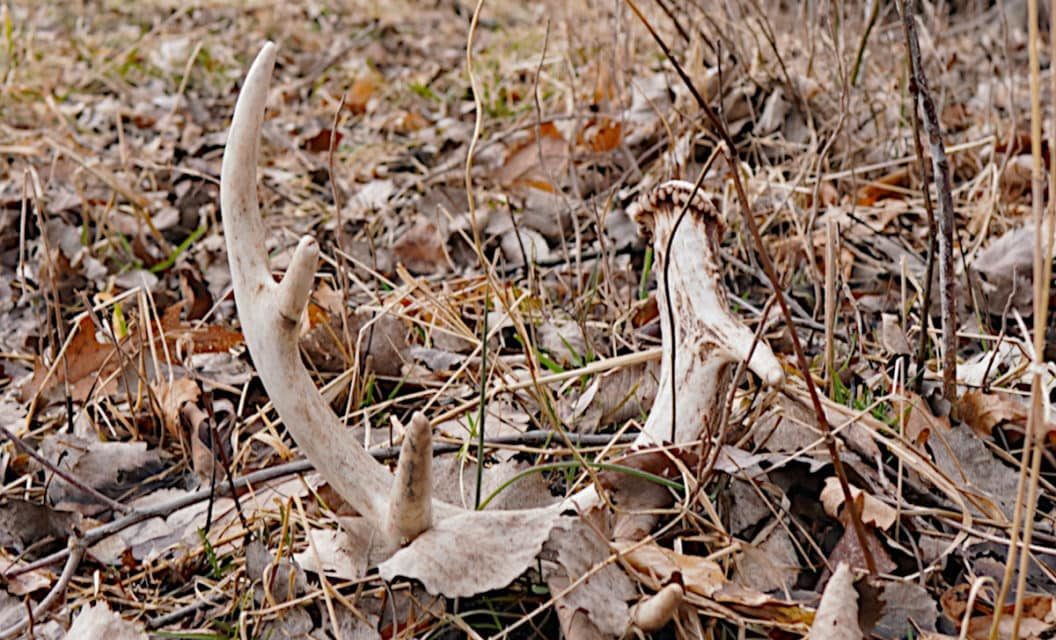 Shed Hunting Michigan: How to Find a Pile of Antlers in the Great Lakes State