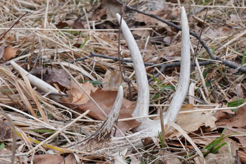 Shed Hunting Michigan