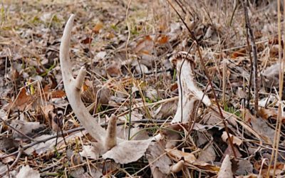 Shed Hunting Michigan: How to Find a Pile of Antlers in the Great Lakes State