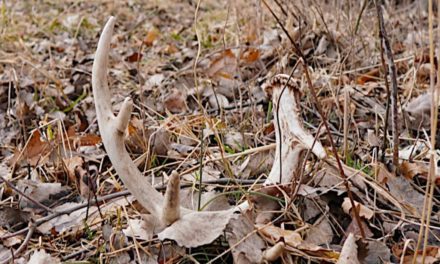 Shed Hunting Michigan: How to Find a Pile of Antlers in the Great Lakes State