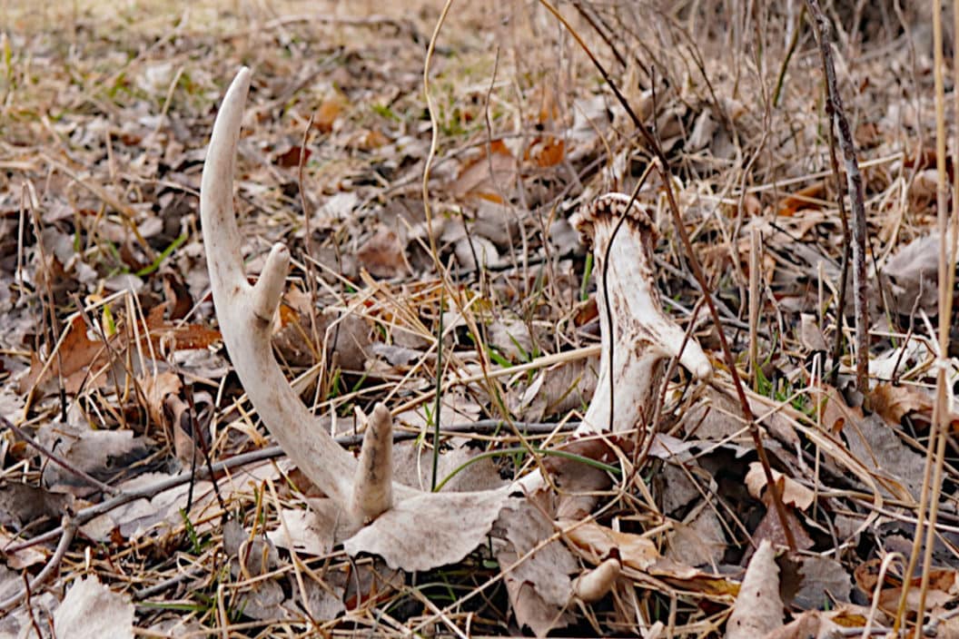 Shed Hunting Michigan