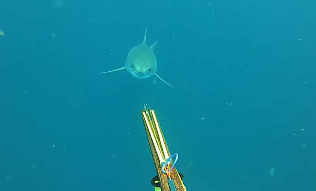 Spear Fisherman Has Terrifying Close Encounter With Huge Great White Shark