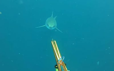 Spear Fisherman Has Terrifying Close Encounter With Huge Great White Shark