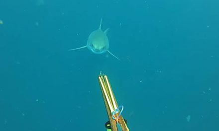 Spear Fisherman Has Terrifying Close Encounter With Huge Great White Shark