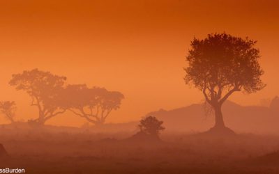 Tree Photography In Every Season