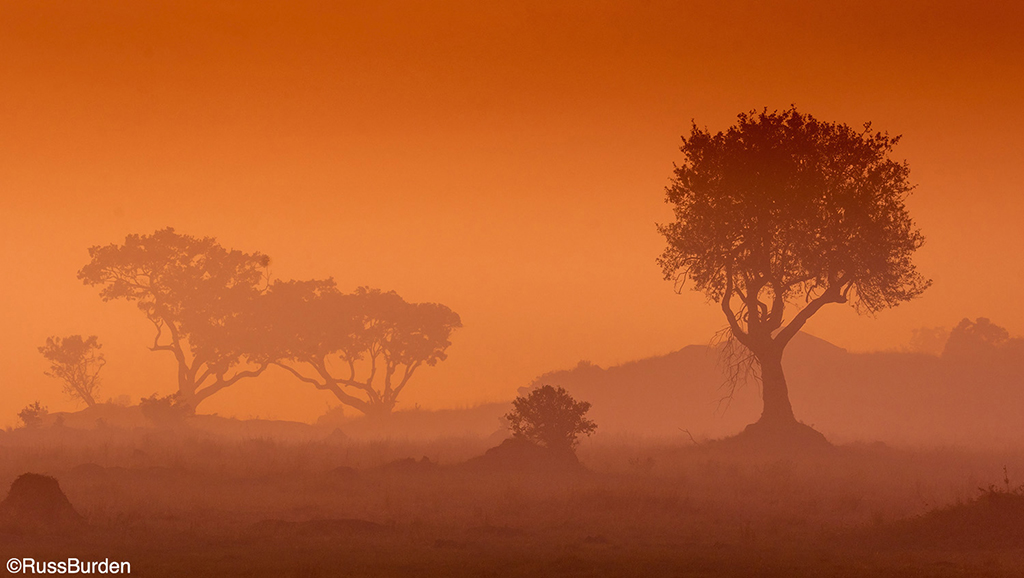 Tree Photography In Every Season