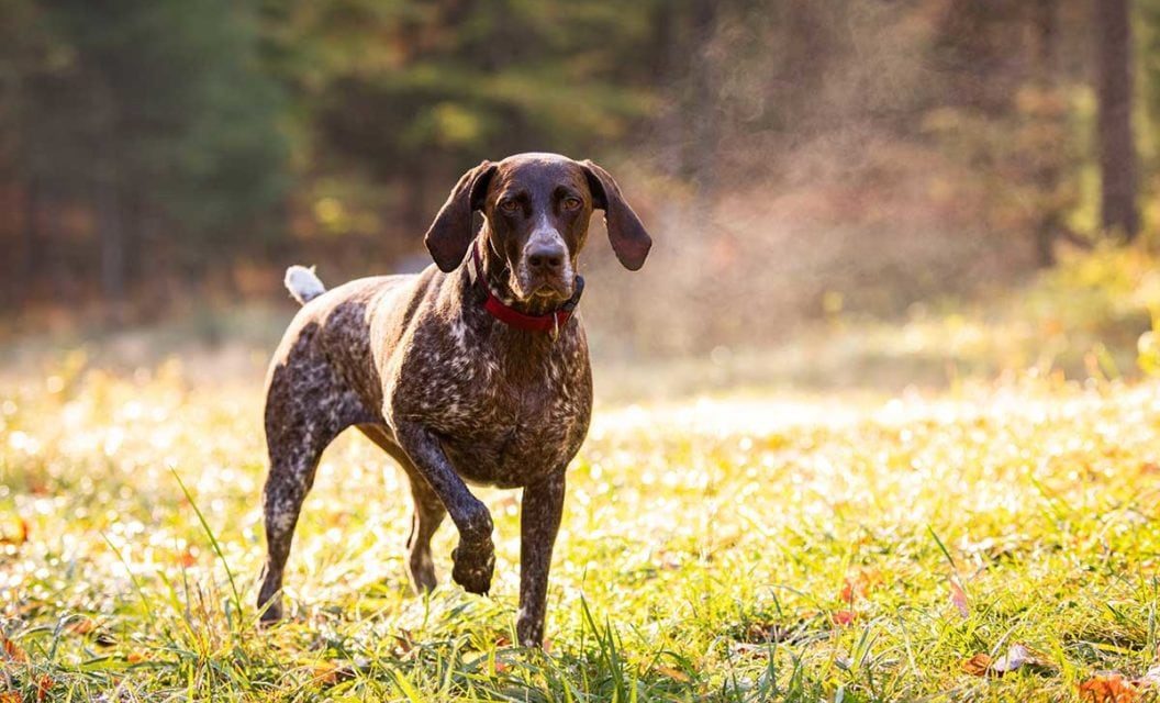 Why We Shouldn’t Field Our Gun Dogs After April 15