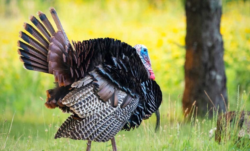 Wisconsin Turkey Hunting: How and Where to Do It 