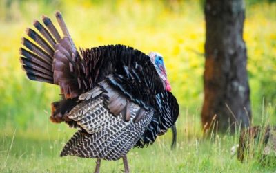 Wisconsin Turkey Hunting: How and Where to Do It 
