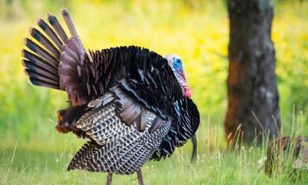 Wisconsin Turkey Hunting: How and Where to Do It 