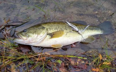 12 of the Best Spinnerbaits on the Market Today