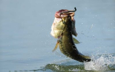 4 Basic Bait Setups for Novice Spring Bass Anglers