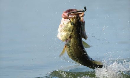 4 Basic Bait Setups for Novice Spring Bass Anglers