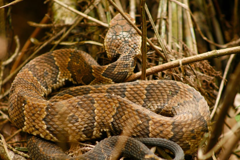 Things Hunters Can Learn From Snakes
