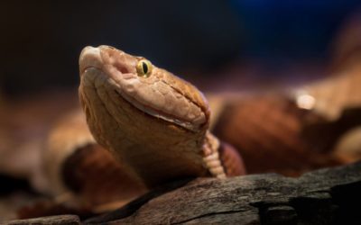 4 Important Lessons Hunters Can Learn from Snakes