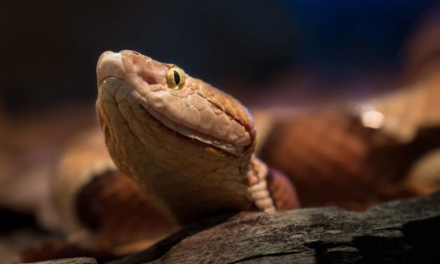 4 Important Lessons Hunters Can Learn from Snakes