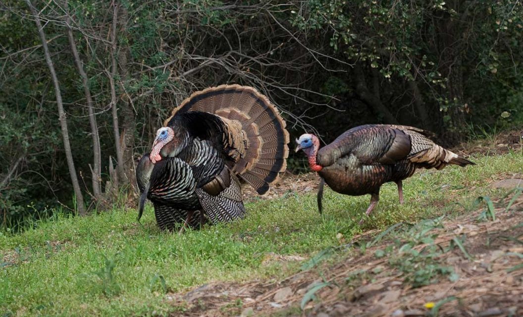 5 Indicators That Say You’ll Have a Successful Turkey Season