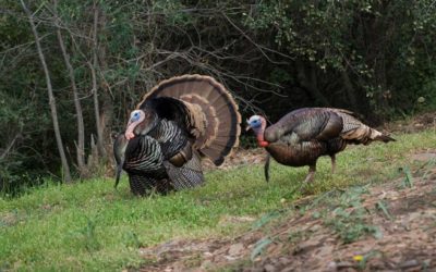 5 Indicators That Say You’ll Have a Successful Turkey Season