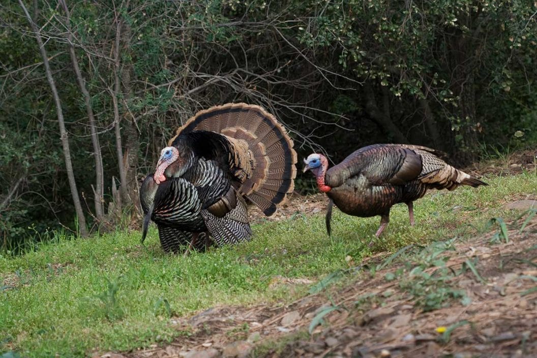 Indicators Of Successful Turkey Season