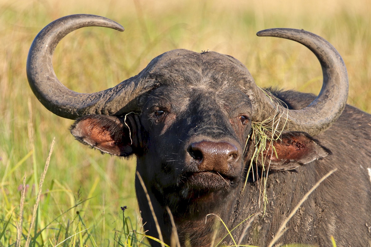 5 Toughest Big Game Animals to Bring Down Outdoor Enthusiast