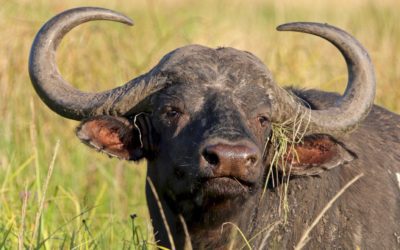 5 Toughest Big Game Animals to Bring Down