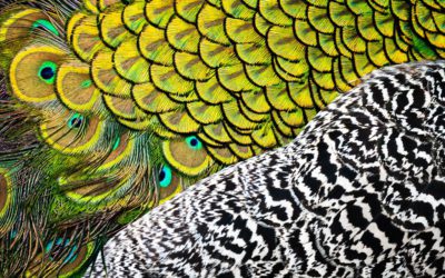 Abstract Wildlife Assignment Winner Christopher Baker