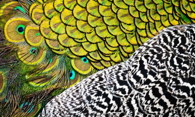 Abstract Wildlife Assignment Winner Christopher Baker