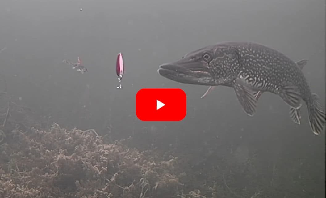 Angler Jigs Up Northern Pike with Classic Dardevle Spoon in Stunning Underwater Footage