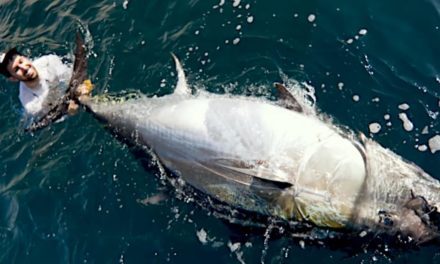Angler Lands Gigantic 700-Pound Bluefin Tuna After Grueling Battle