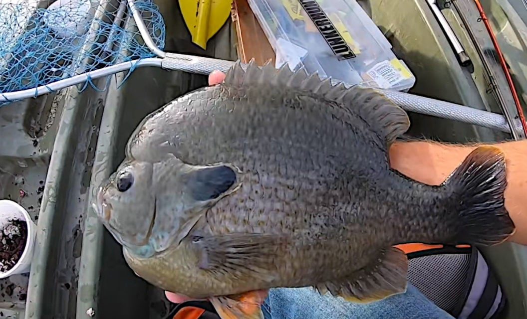 Angler Lands Ridiculous Giant Bluegill That’s Nearly Too Big for a Pan
