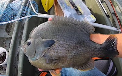 Angler Lands Ridiculous Giant Bluegill That’s Nearly Too Big for a Pan
