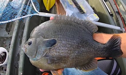 Angler Lands Ridiculous Giant Bluegill That’s Nearly Too Big for a Pan