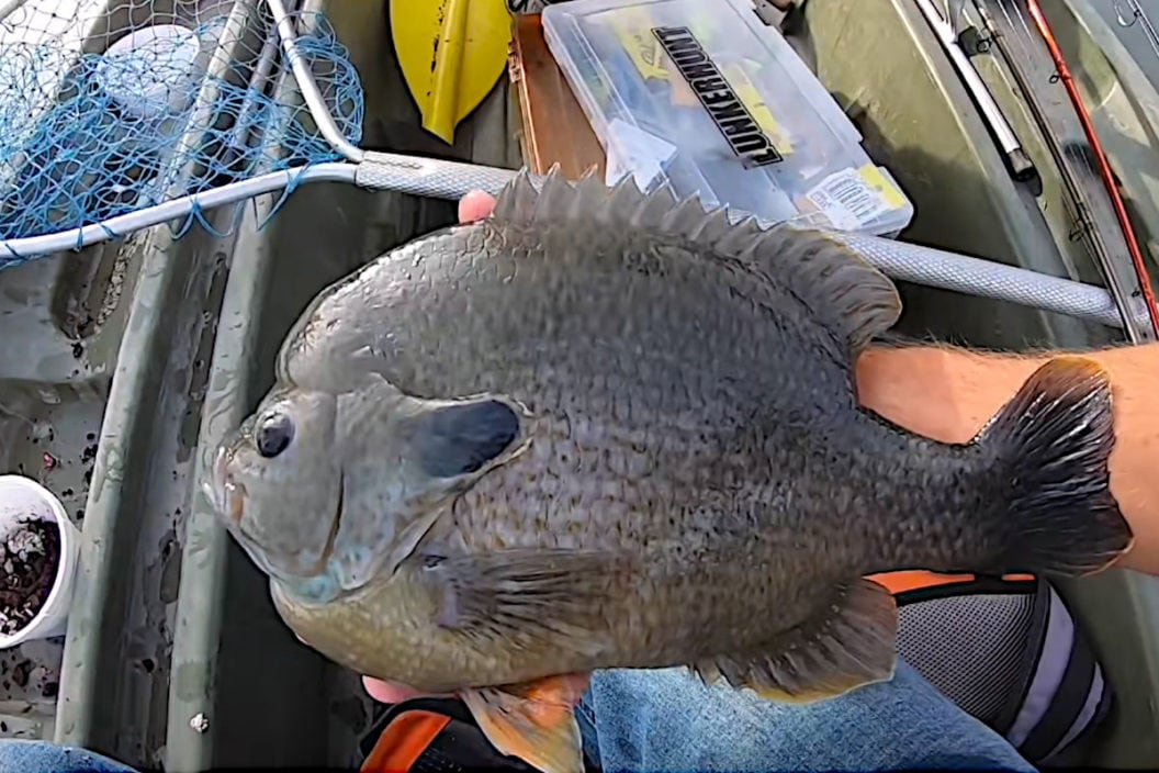 Giant Bluegill