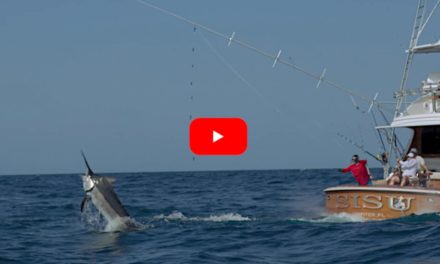 Anglers Catch and Tag Huge Black Marlin in Panama